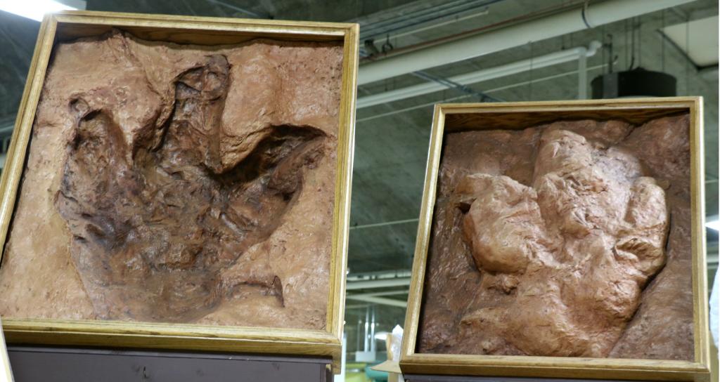 T-Rex footprints