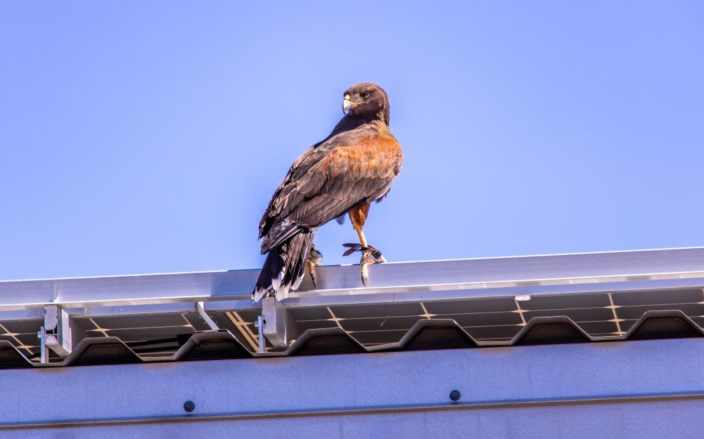 R8 Pest control story Hawk 1 