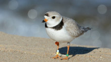 Photo of sand piper bird on the beach