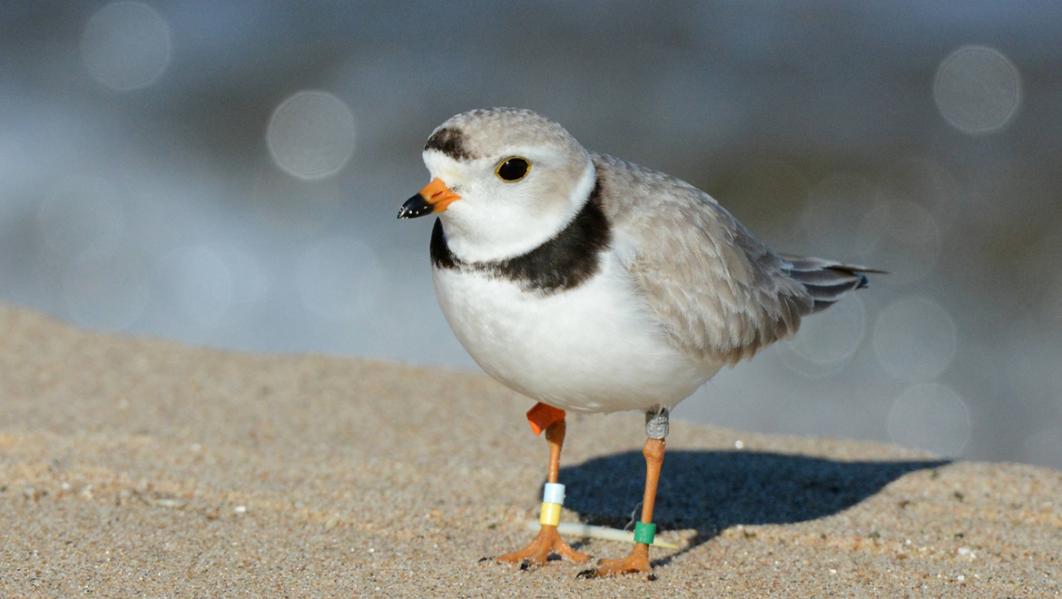 Photo of sand piper bird on the beach